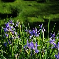 山西上盆馬藺花卉_山西上盆馬藺花卉苗木