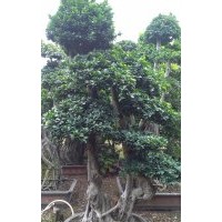 福建榕樹盆景 漳州小葉榕基地