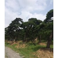 供應(yīng)造型油松