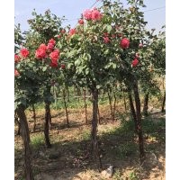 月季樹批發(fā),品種月季,地被月季,月季杯苗