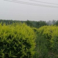 8-10公分金葉榆球