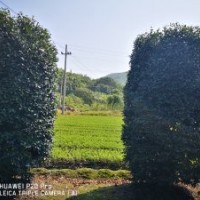 大型茶梅球造型茶梅供應(yīng)