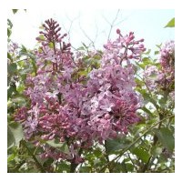 供河北紫丁香 紅葉小檗（球）、金葉女貞、水臘（球）、金葉蕕