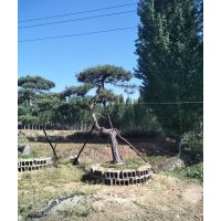 大量出售造型松樹10到60公分