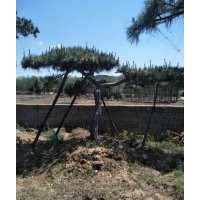 大量出售造型松樹10到60公分