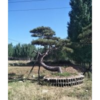 大量出售造型松樹10到60公分