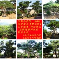 專賣精品泰山松，泰山東御道，避邪泰山松