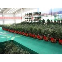 紅豆杉盆景招商