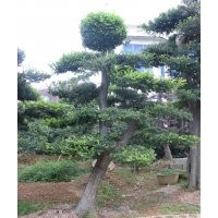 湖南造型榆樹(shù)，湖南榆樹(shù)樁，湖南榆樹(shù)價(jià)格