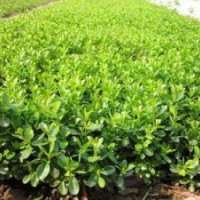 供應(yīng) 黃楊 金森女貞