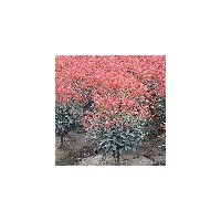南京紅葉石楠各種規(guī)格精品紅葉石楠球價格