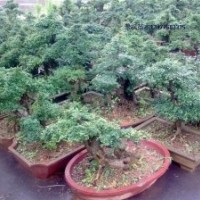 對節(jié)白蠟 湖南對節(jié)白蠟 京山對節(jié)白蠟 湖北對節(jié)白蠟 荊州對節(jié)白蠟