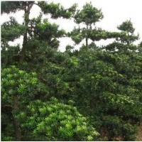 30公分造型羅漢松110000元,【熱賣】優(yōu)價批發(fā)!