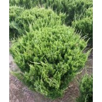 江蘇揚(yáng)州供應(yīng)龍柏球