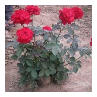 盆栽月季,容器栽培月季,,紅花月季
