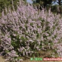 苗木供應(yīng)信息丁香,連翹,水蠟