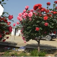 大量供應(yīng)盆栽月季、樹狀月季