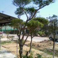 低價銷售造型女貞