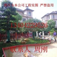 蘇州花園設計、綠化苗木種植基地、別墅造型景觀樹