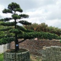 廣東羅漢松批發(fā)價格園林景觀樹風景樹行道樹