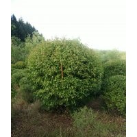 出售球類 五角楓球80--150公分,三角楓球80--200公分,水蠟球80--1