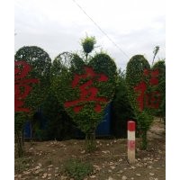 供小葉女貞球，黃楊球，衛(wèi)矛球，金葉榆球，丁香球