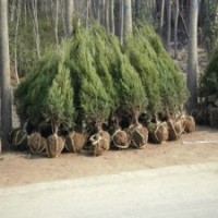 50公分高蜀檜的批發(fā)價(jià)格