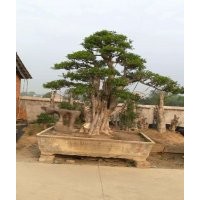 湖北京山對節(jié)白蠟盆景出售