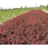 供應(yīng):金葉女貞小苗,紅葉小檗小苗,衛(wèi)矛小苗等可郵寄