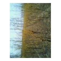 低價(jià)出售黃金槐球