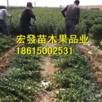 獨(dú)干大葉黃楊球