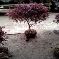 供應(yīng)紅花繼木球，紅花繼木球價(jià)格，紅花繼木球品種齊全