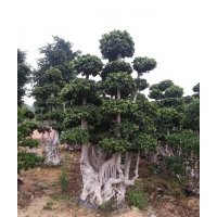 小葉榕，造型榕，景觀榕樹