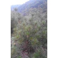 供應(yīng)白皮松