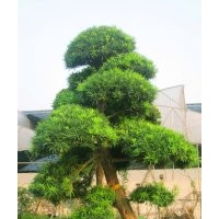 羅漢松小苗，全冠羅漢松，自然冠羅漢松，湖南羅漢松價(jià)格