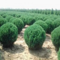 供應(yīng)各種規(guī)格的儈柏球，一級苗