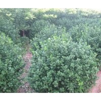 河北深州北四王低價供應(yīng)衛(wèi)矛球