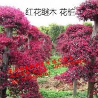 供應(yīng)小葉欖仁 紅葉石楠 紅花繼木羅漢松紅豆杉