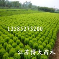 灑金柏球價(jià)格報(bào)價(jià)/江蘇產(chǎn)地灑金柏球價(jià)格報(bào)價(jià)