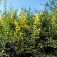 內(nèi)蒙古包頭出售柳樹