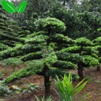 精品造型羅漢松