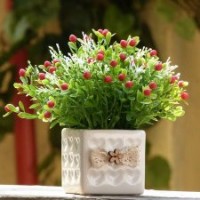 長錦園林租售虎 皮 蘭，鳥 巢 厥，長 壽花，碧 玉