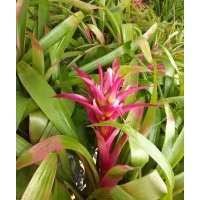 浙江溫州觀賞性鳳梨花水塔花批發(fā)，高品質菠蘿花盆景盆花鴻運當頭