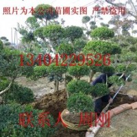 造型黃楊培育基地、庭院綠化設計施工、蘇州造型樹苗基地