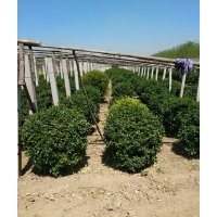 供應(yīng)大葉黃楊球