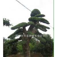 批發(fā)大型景觀樹造型榆樹、造型羅漢松、造型欏木石楠