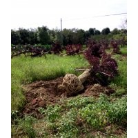 10-12-15-20-30公分紅花繼木樁價格 造型紅桎木產(chǎn)地價格