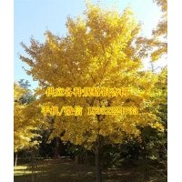 10年銀杏樹價格_銀杏樹價格_金革銀杏(多圖)