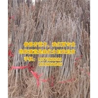 銀杏樹、十萬畝銀杏、10公分銀杏樹什么價格