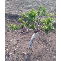 金銀花樹(shù)，苗，枸杞樹(shù)，苗